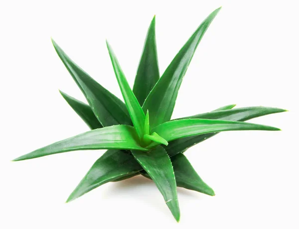 Pianta Aloe Vera Fondo Bianco — Foto Stock