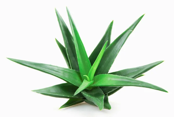 Aloe Vera Växt Vit Bakgrund — Stockfoto