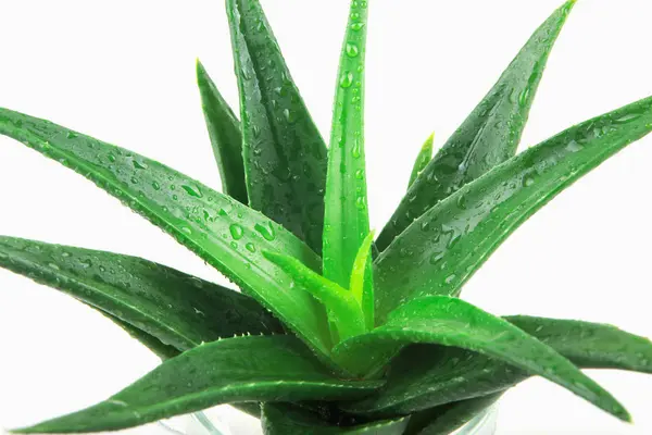 Planta Aloe Vera Sobre Fondo Blanco —  Fotos de Stock