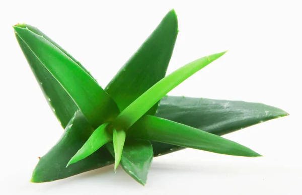 Pianta Aloe Vera Fondo Bianco — Foto Stock