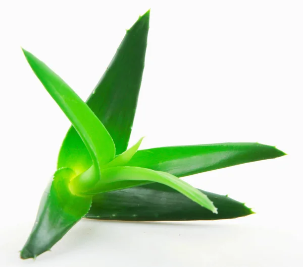 Aloe Vera Növény Fehér Alapon — Stock Fotó