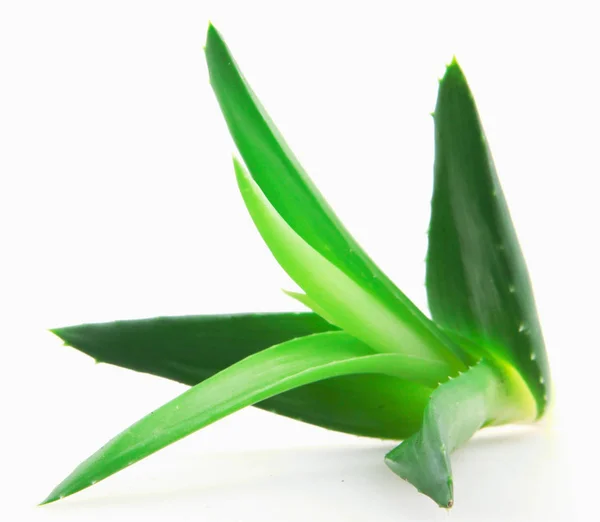 Aloe Vera Plant White Background — Stock Photo, Image
