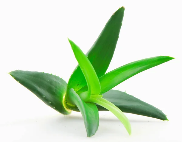 Pianta Aloe Vera Fondo Bianco — Foto Stock