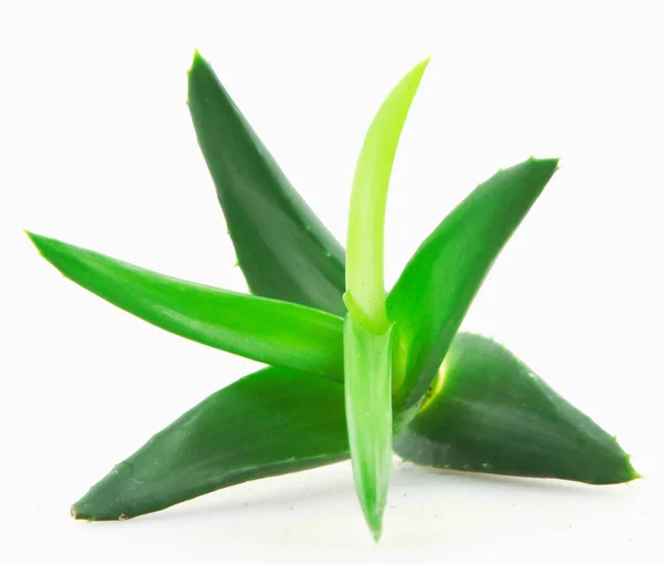 Aloe Vera Planta Sobre Fundo Branco — Fotografia de Stock