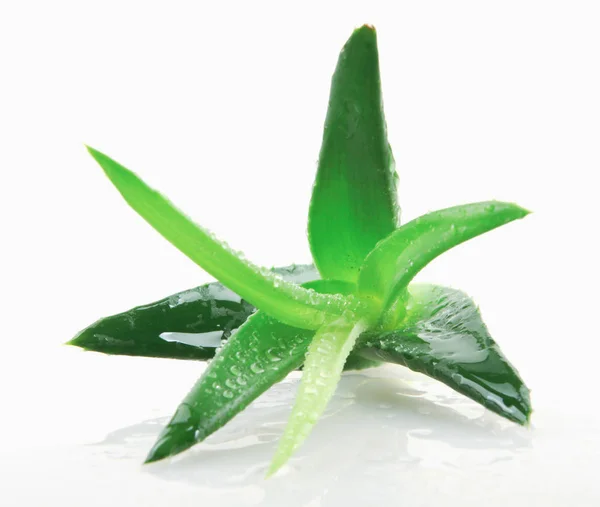 Aloe Vera Planta Sobre Fundo Branco — Fotografia de Stock