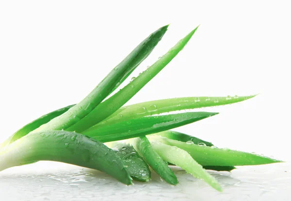 Aloe Vera Tanaman Pada Latar Belakang Putih — Stok Foto