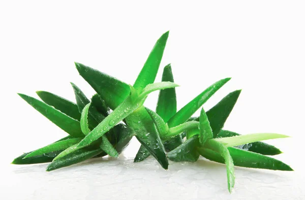 Aloe Vera Pflanze Auf Weißem Hintergrund — Stockfoto