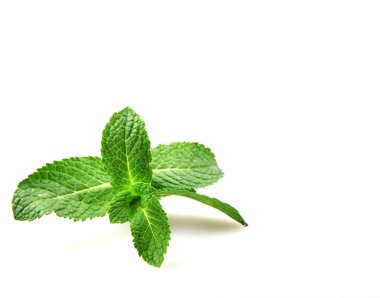 Beyaz arkaplanda izole edilmiş taze nane yaprağı