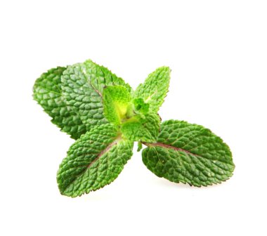 Beyaz arkaplanda izole edilmiş taze nane yaprağı