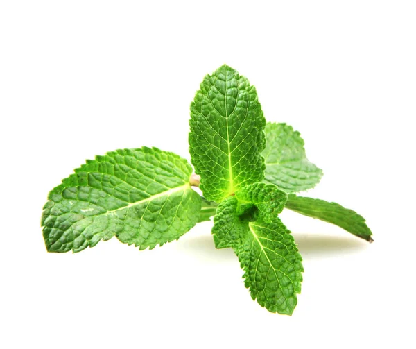 Hoja Menta Fresca Aislada Sobre Fondo Blanco — Foto de Stock