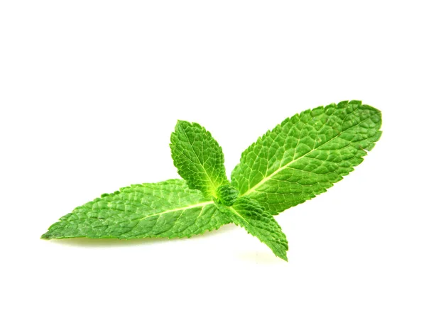 Hoja Menta Fresca Aislada Sobre Fondo Blanco — Foto de Stock