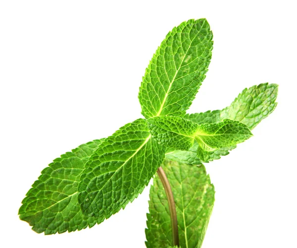 Hoja Menta Fresca Aislada Sobre Fondo Blanco — Foto de Stock