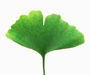 Ginkgo Yaprağı Beyaz Arkaplanda İzole Edildi