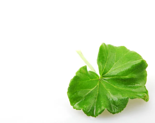 Hoja Pelargonio Geranio Aislada Blanco —  Fotos de Stock