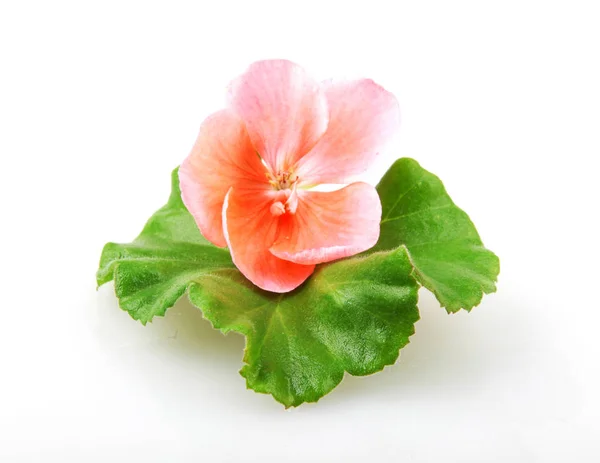 Geranium Pelargonium Blommor Isolerad Vit — Stockfoto