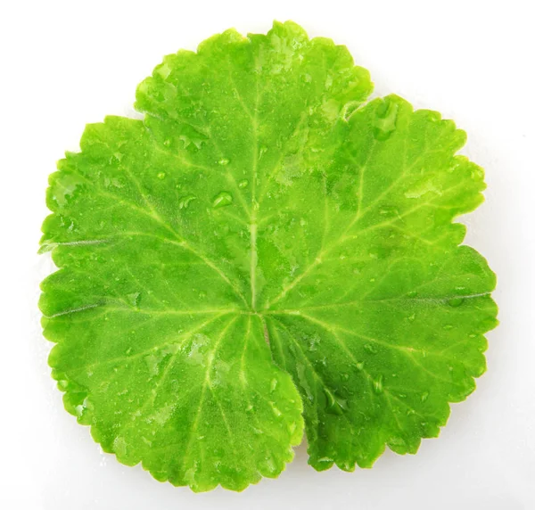 Feuille Géranium Pélargonium Isolée Sur Blanc — Photo