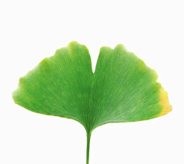 Feuille Ginkgo Isolée Sur Fond Blanc — Photo