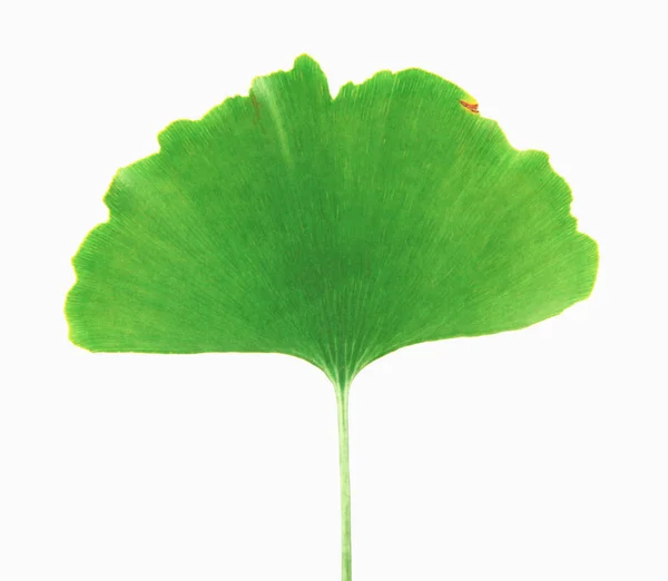 Feuille Ginkgo Isolée Sur Fond Blanc — Photo