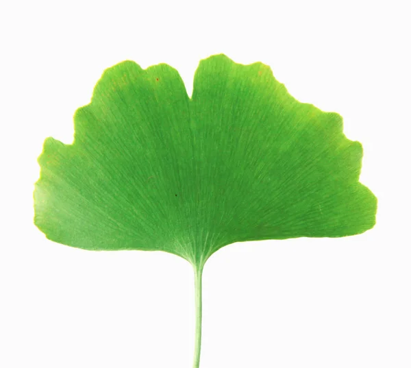 Ginkgo Leaf Isolerad Vit Bakgrund — Stockfoto