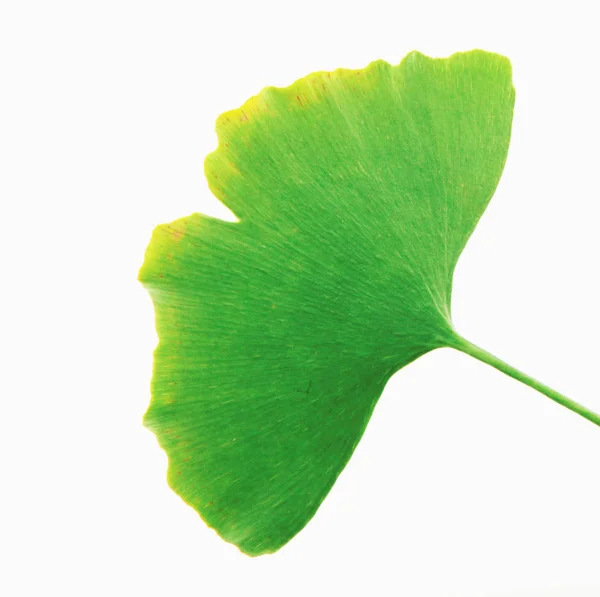 Feuille Ginkgo Isolée Sur Fond Blanc — Photo