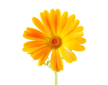 Kadife çiçeği - beyaz arka plan üzerinde izole Calendula officinalis