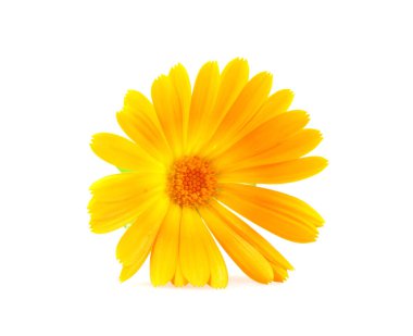 Kadife çiçeği - beyaz arka plan üzerinde izole Calendula officinalis