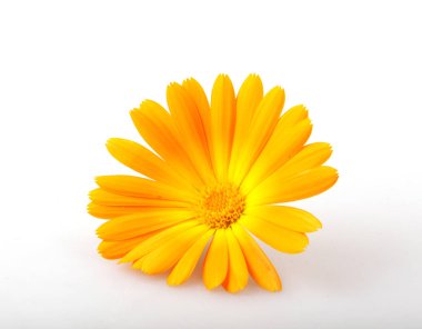Kadife çiçeği - beyaz arka plan üzerinde izole Calendula officinalis