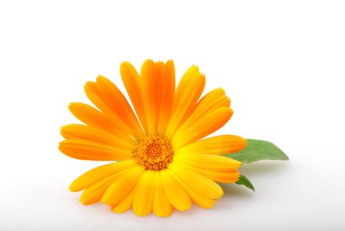Kadife çiçeği - beyaz arka plan üzerinde izole Calendula officinalis