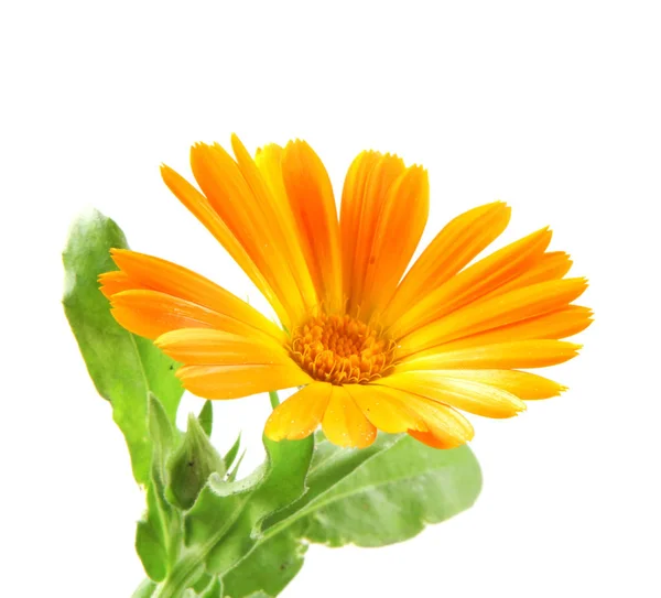 Marigold Calendula Officinalis Elszigetelt Fehér Background — Stock Fotó