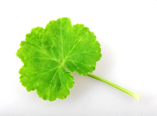 Geranium Pelargonium Blad Geïsoleerd Witte Achtergrond — Stockfoto