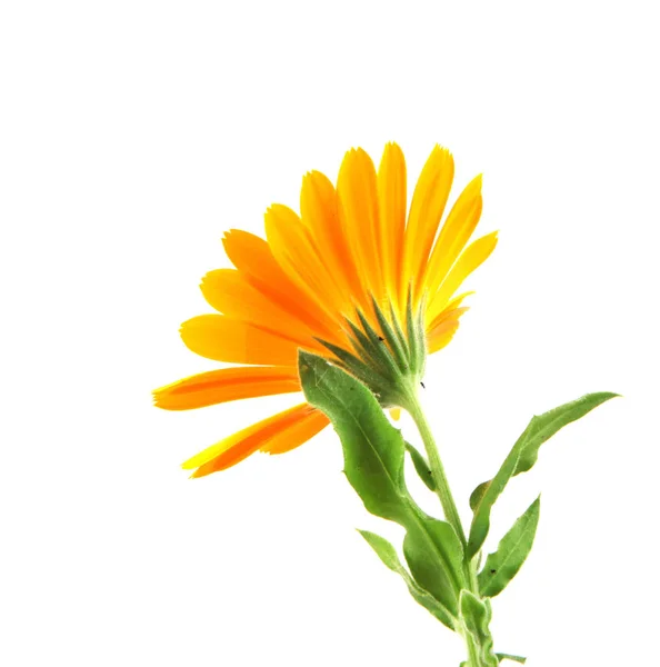 Nagietek Calendula Officinalis Białym Tle — Zdjęcie stockowe