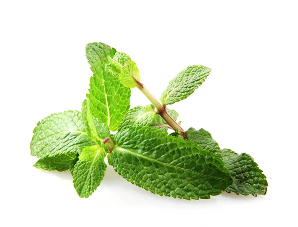 Hoja Menta Fresca Aislada Sobre Fondo Blanco — Foto de Stock