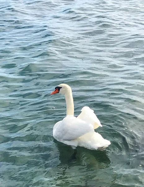 Beautiful Swan Calm Sea — Stock Photo, Image