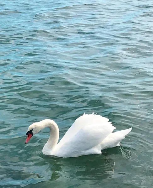 Beautiful Swan Calm Sea — Stock Photo, Image