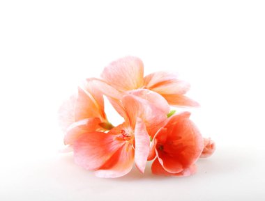 Sardunya Sardunya çiçekleri beyaz izole