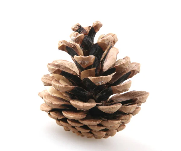 Close Pine Cone White Background — Stock Photo, Image