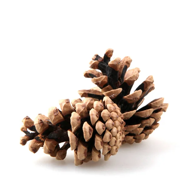 Close Pine Cone Fundo Branco — Fotografia de Stock