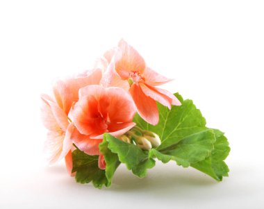 Sardunya Sardunya çiçekleri beyaz izole