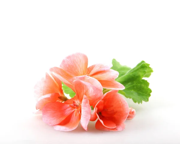 Geranium Pelargonium Blommor Isolerad Vit — Stockfoto