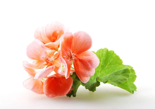 Geranium Pelargonium Flowers Isolated White — Stock Photo, Image