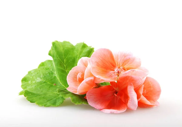 Geranium Pelargonium Flowers Isolated White — Stock Photo, Image