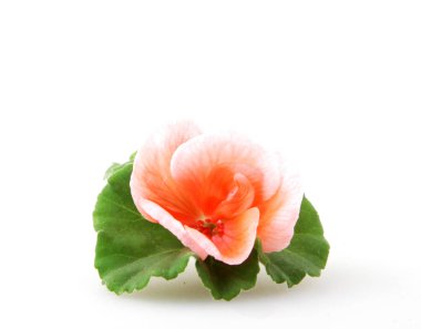 Sardunya Sardunya çiçekleri beyaz izole