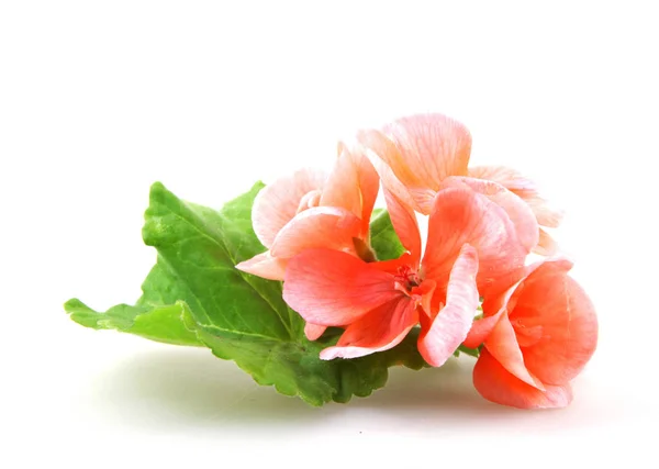 Geranium Pelargonium Flowers Isolated White — Stock Photo, Image