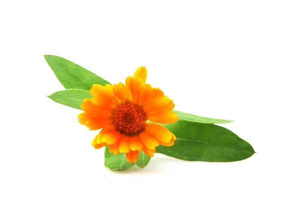 Marigold Calendula Officinalis Izolált Fehér — Stock Fotó