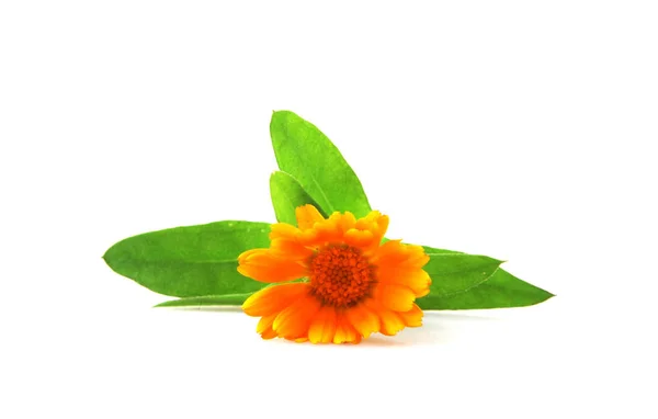 Marigold Calendula Officinalis Izolált Fehér — Stock Fotó