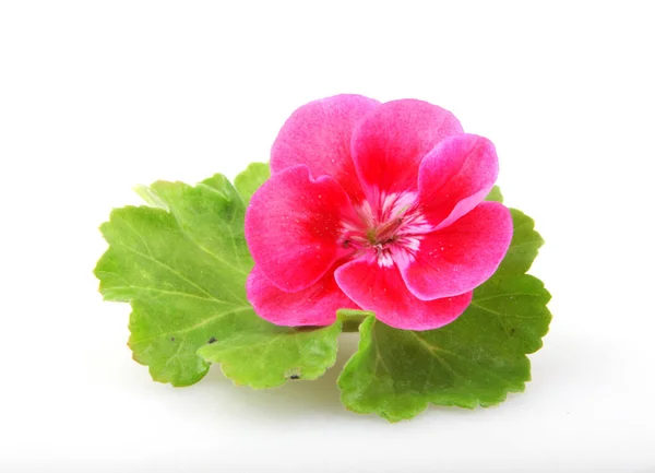 Flores Pelargonio Geranio Aisladas Sobre Fondo Blanco — Foto de Stock