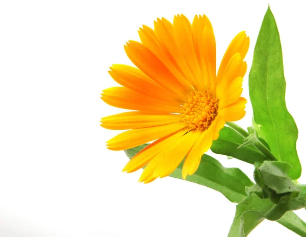 Marigold Calendula Officinalis Izolowany Białym — Zdjęcie stockowe