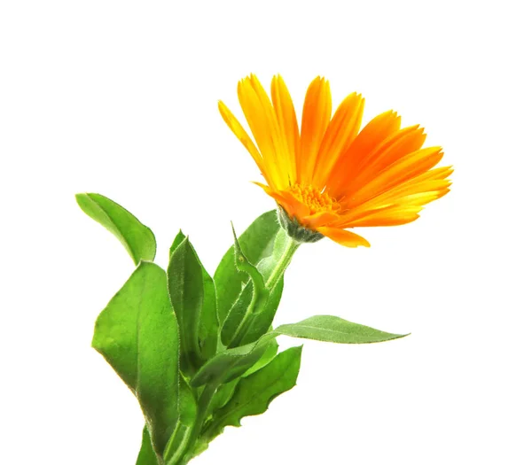 Caléndula Calendula Officinalis Aislado Blanco —  Fotos de Stock