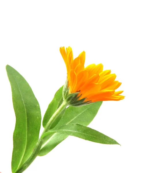 Marigold Calendula Officinalis Isolated White — 图库照片