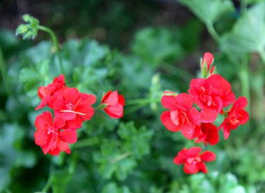 Sardunya Sardunya çiçekleri - renkli görüntü